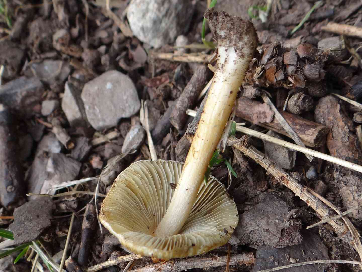 Split fibrecap (Inocybe rimosa) thumbnail 2