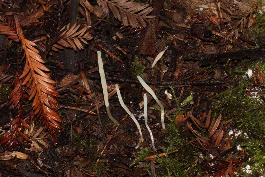 Pointed club (Clavaria acuta) thumbnail 3