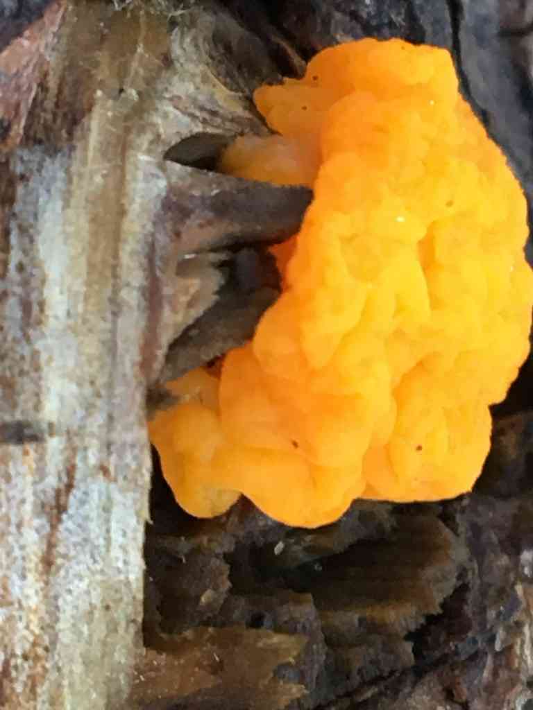 Orange jelly (Dacrymyces chrysospermus) thumbnail 2