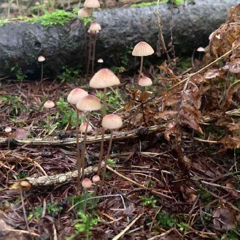Bleeding bonnet