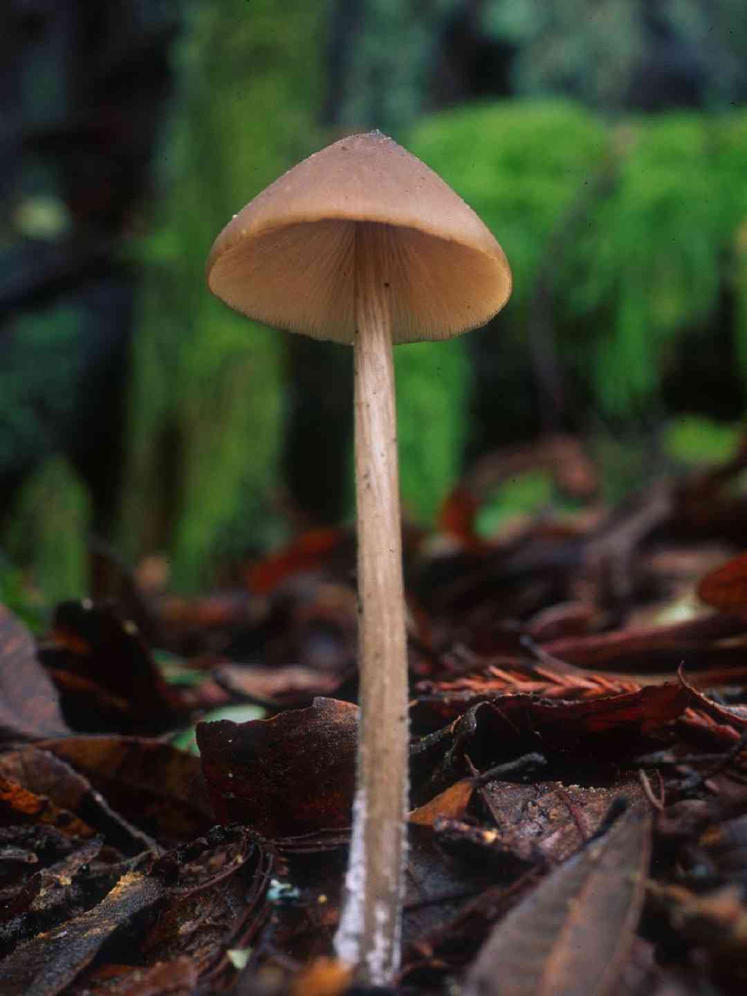 Entoloma hirtipes (Entoloma hirtipes) thumbnail 3