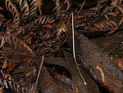 Slender club (Macrotyphula juncea) thumbnail 3