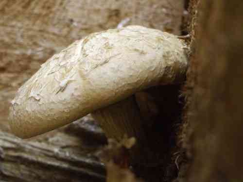 Hemipholiota populnea (Hemipholiota populnea) thumbnail 3