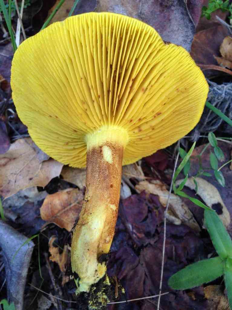 Western gilled bolete (Phylloporus arenicola) thumbnail 3