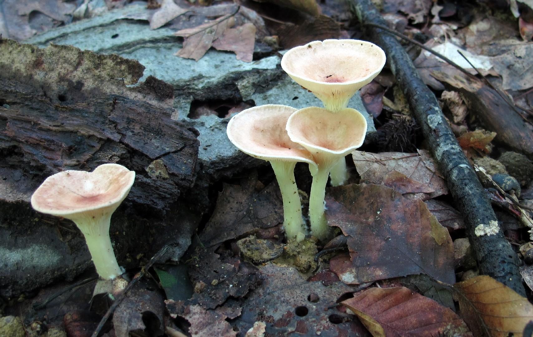 Common funnel