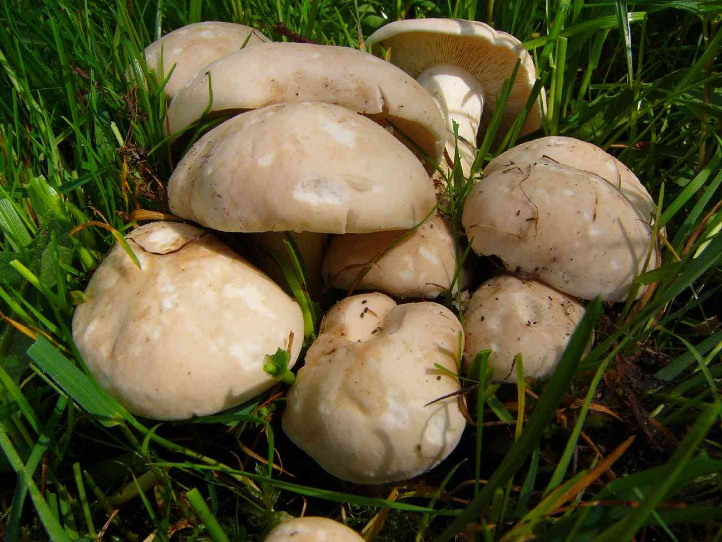 St. George's mushroom (Calocybe gambosa) thumbnail 1
