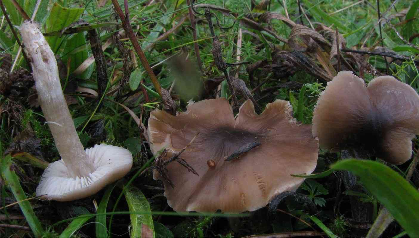 Crazed cap (Dermoloma cuneifolium) thumbnail 2