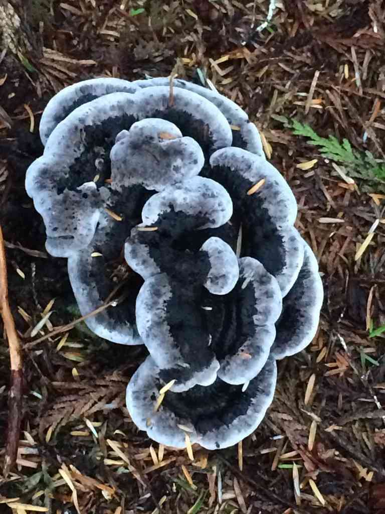 Hydnellum regium