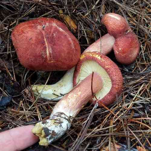Plums and custard (Tricholomopsis rutilans) thumbnail 2