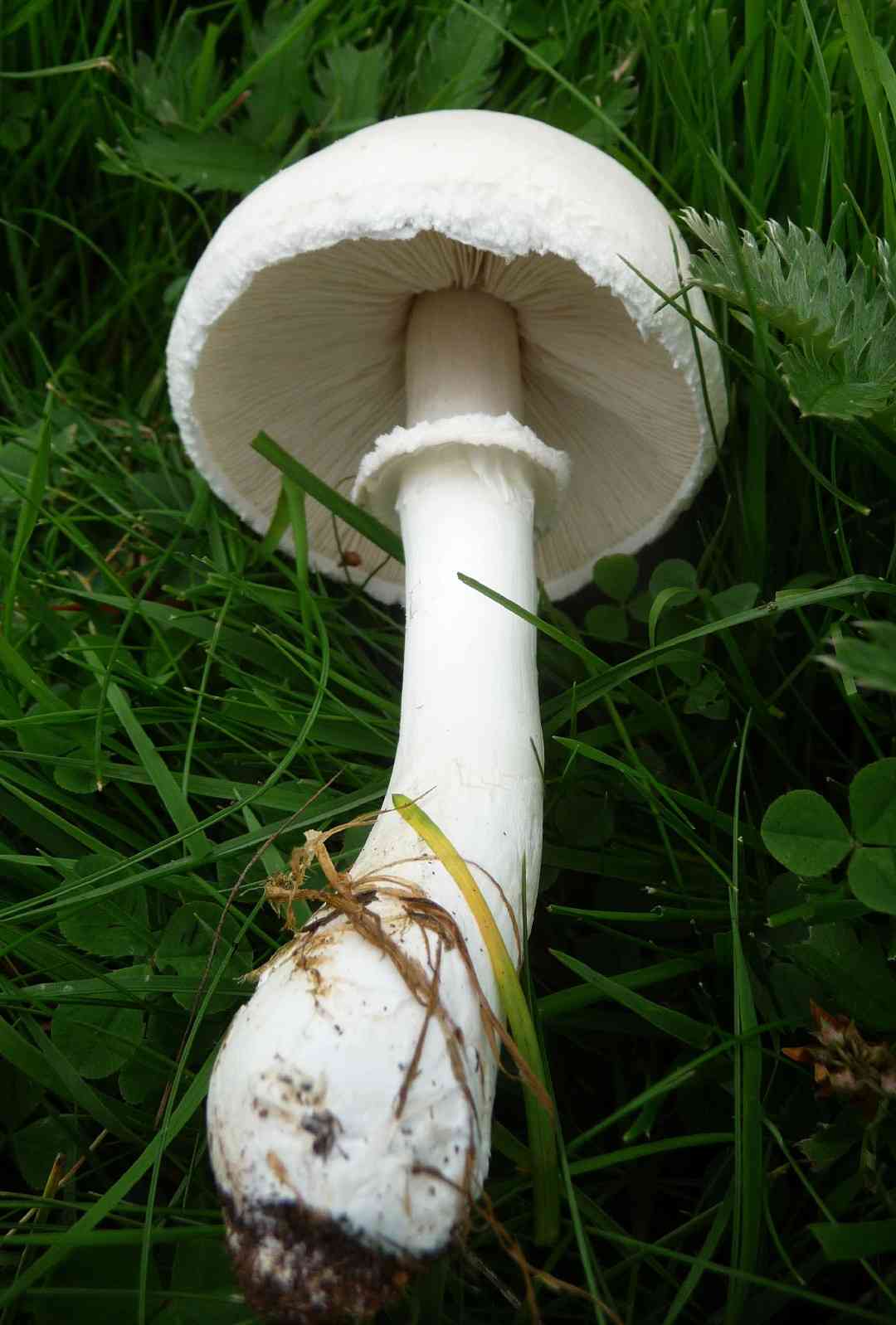 Death angel (Amanita virosa) thumbnail 3