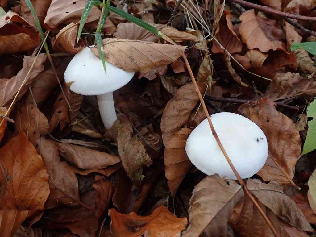 Ivory woodwax (Hygrophorus eburneus) thumbnail 2