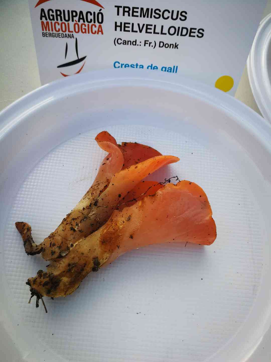 Apricot jelly (Guepinia helvelloides) thumbnail 2