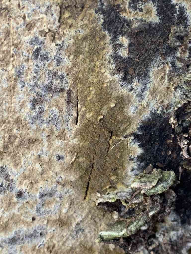 Olive duster (Coniophora olivacea) thumbnail 2