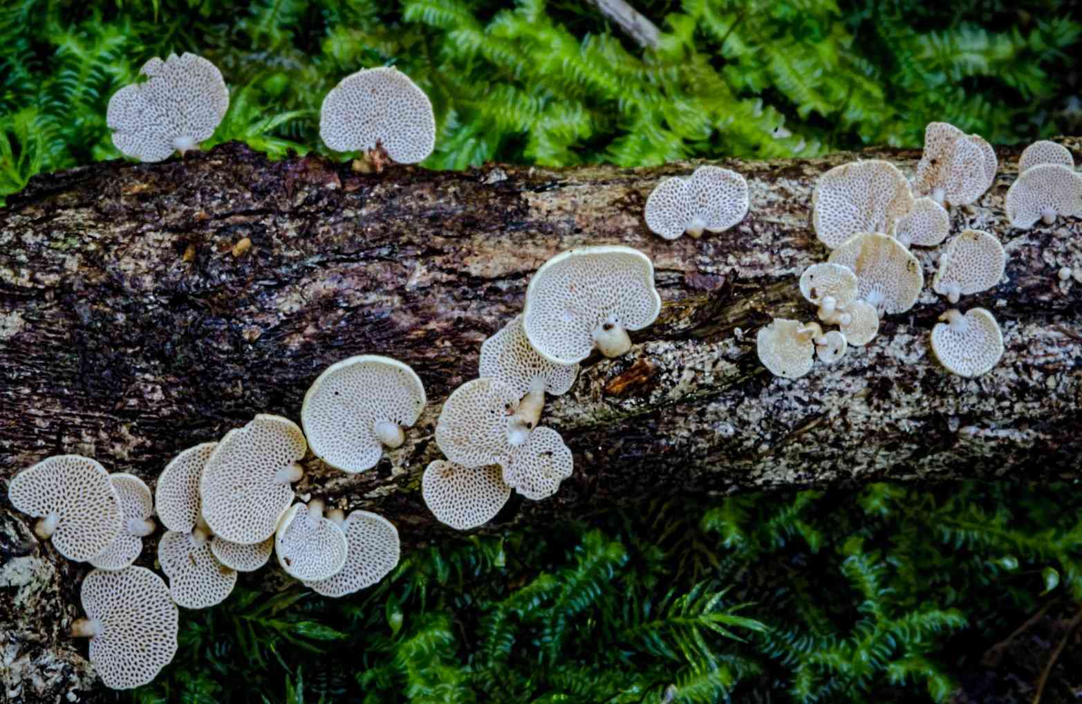 Panellus pusillus (Panellus pusillus) thumbnail 1