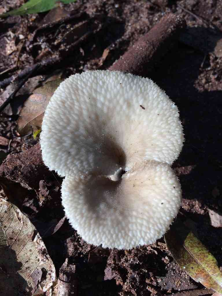 Tropical white polypore (Favolus tenuiculus) thumbnail 2