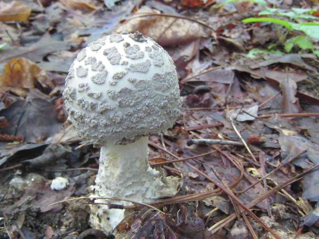 Amanita cinereopannosa (Amanita cinereopannosa) thumbnail 1