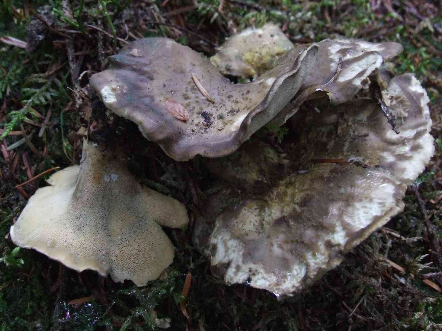 Boletopsis leucomelaena (Boletopsis leucomelaena) thumbnail 3