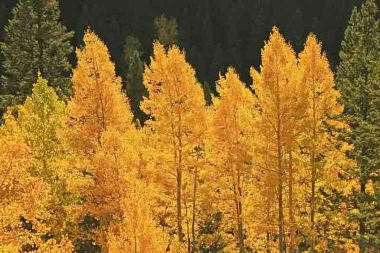 Quaking aspen