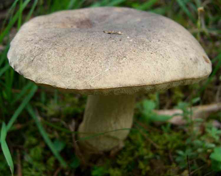 Grey bolete (Retiboletus griseus) thumbnail 2