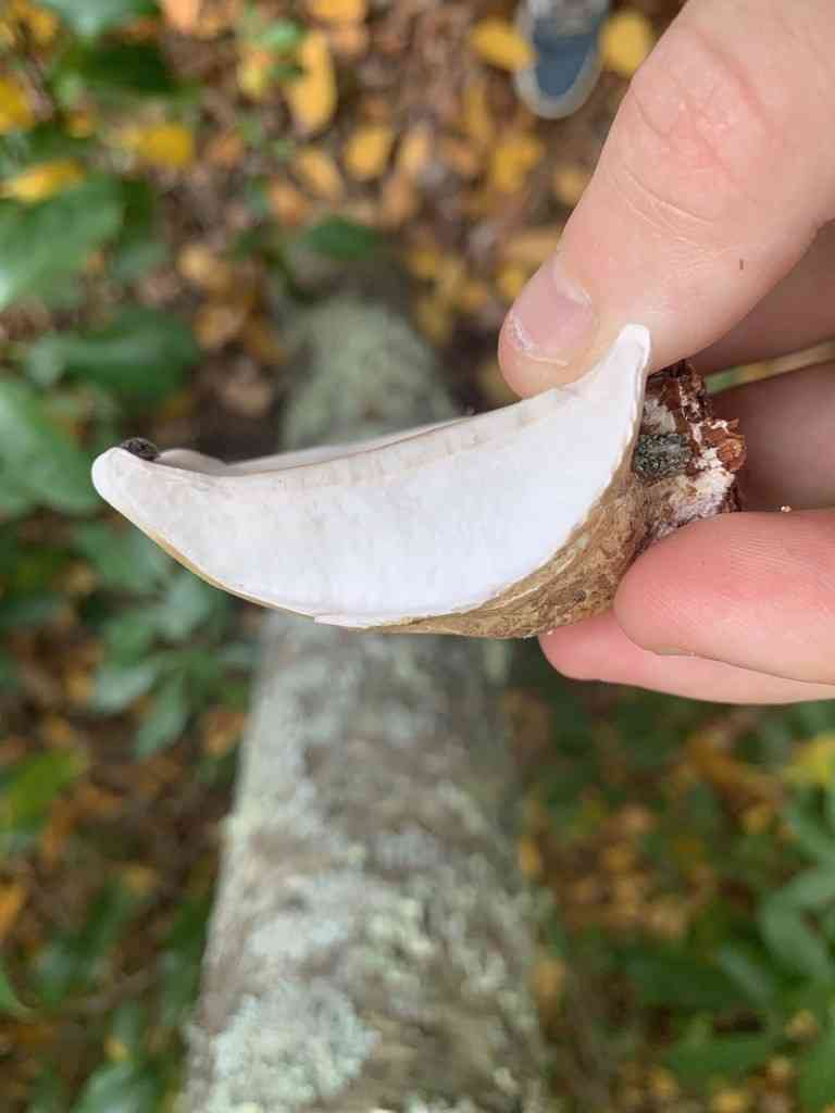 Birch polypore (Fomitopsis betulina) thumbnail 2