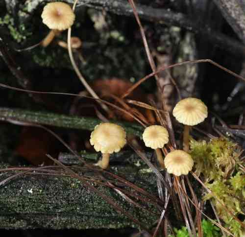 Heath navel (Lichenomphalia umbellifera) thumbnail 3