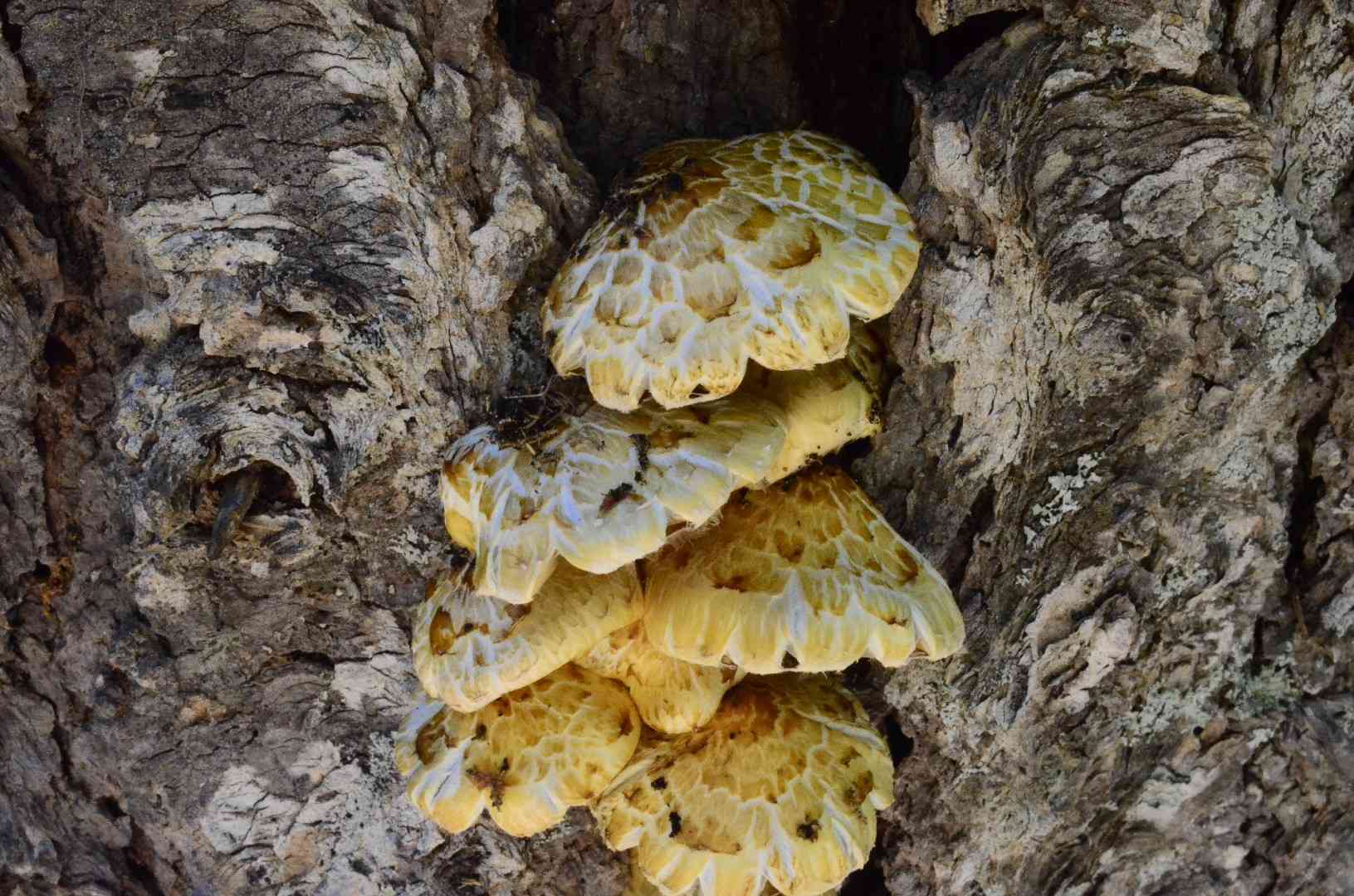 Pholiota abietis (Pholiota abietis) thumbnail 1