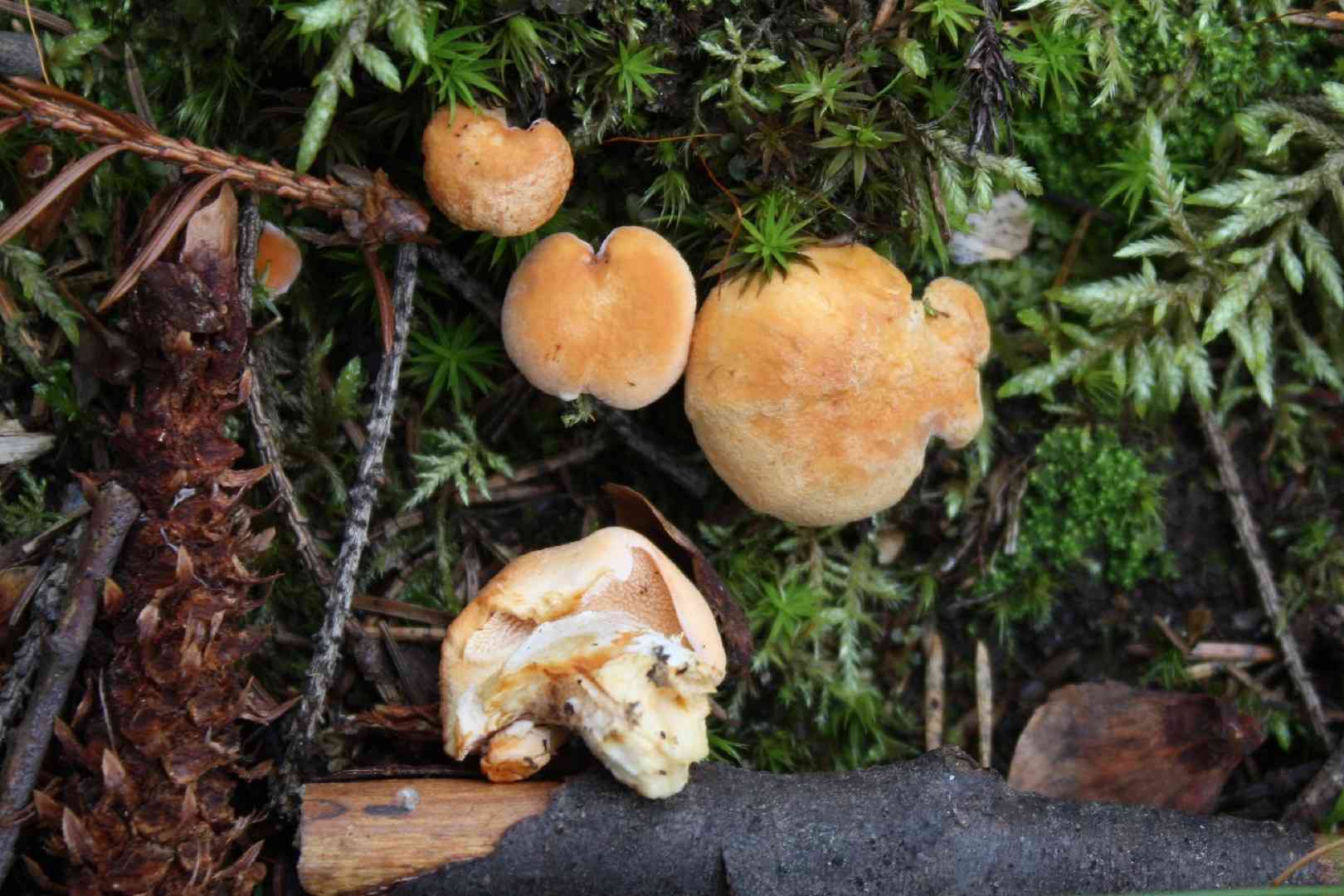 Terracotta hedgehog (Hydnum rufescens) thumbnail 3