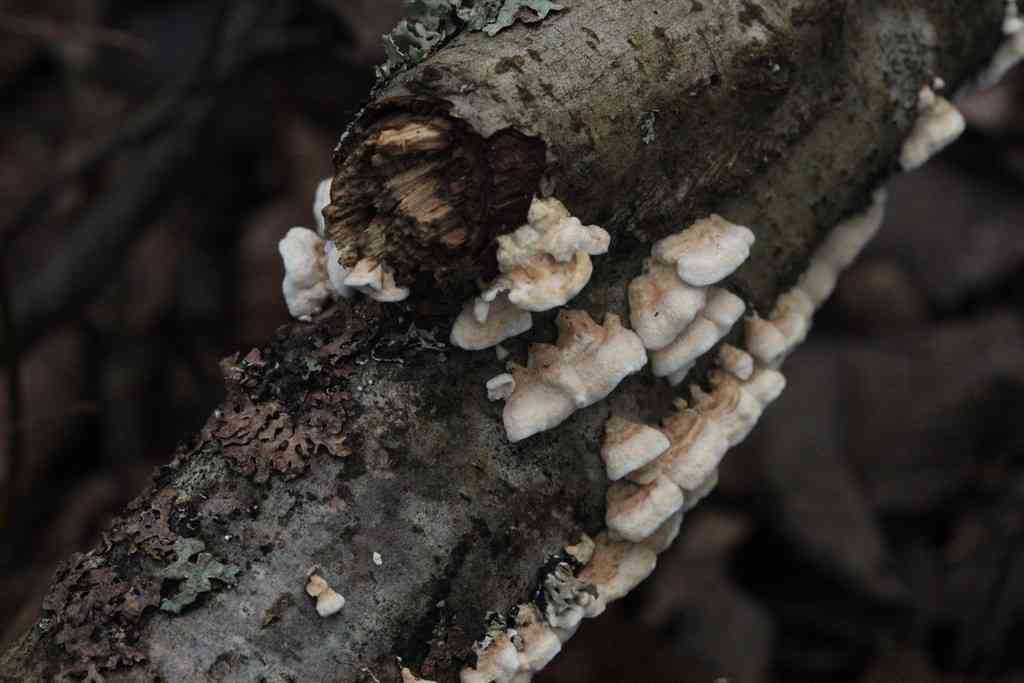 Plicatura nivea (Plicatura nivea) thumbnail 3