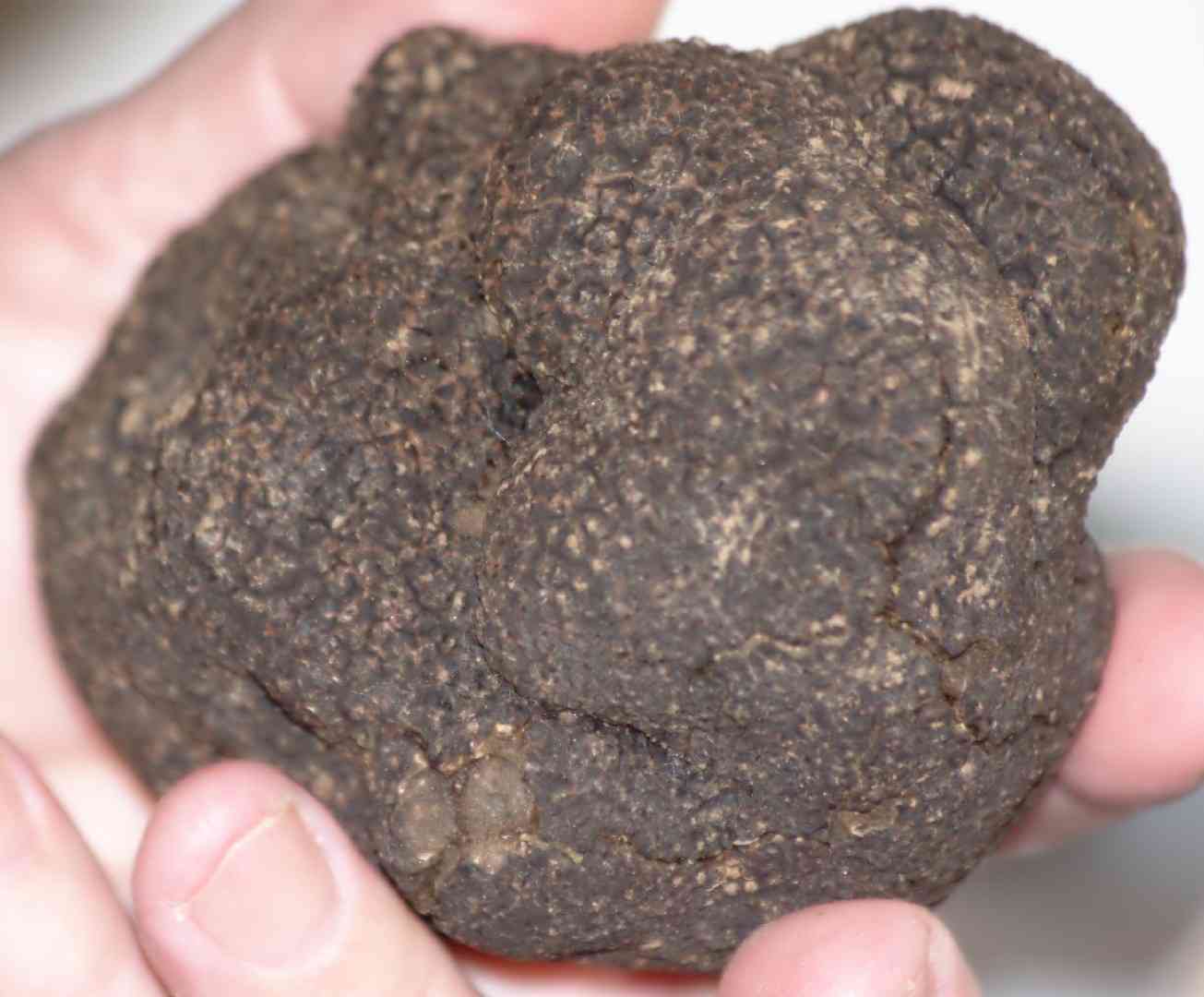 Black truffle (Tuber melanosporum) thumbnail 2