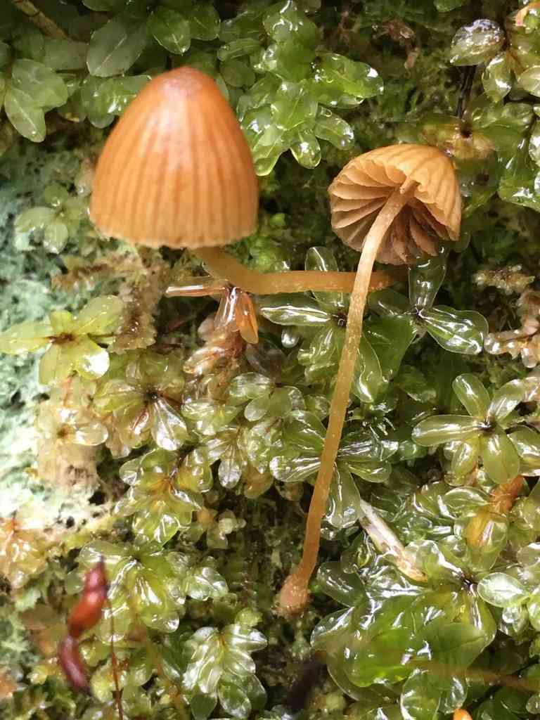 Hairy leg bell (Galerina vittiformis) thumbnail 3