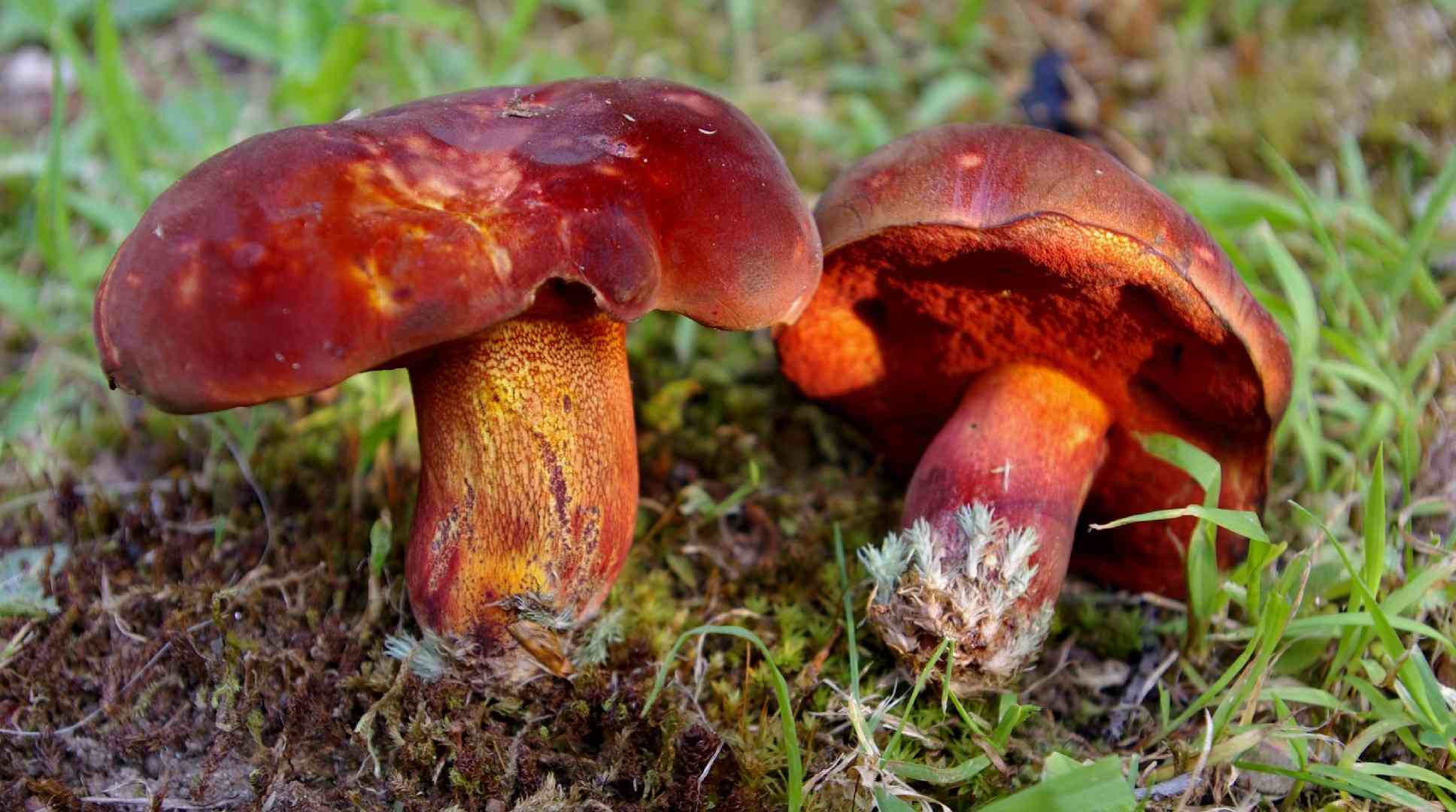 Boletus rubroflammeus (Boletus rubroflammeus) thumbnail 2