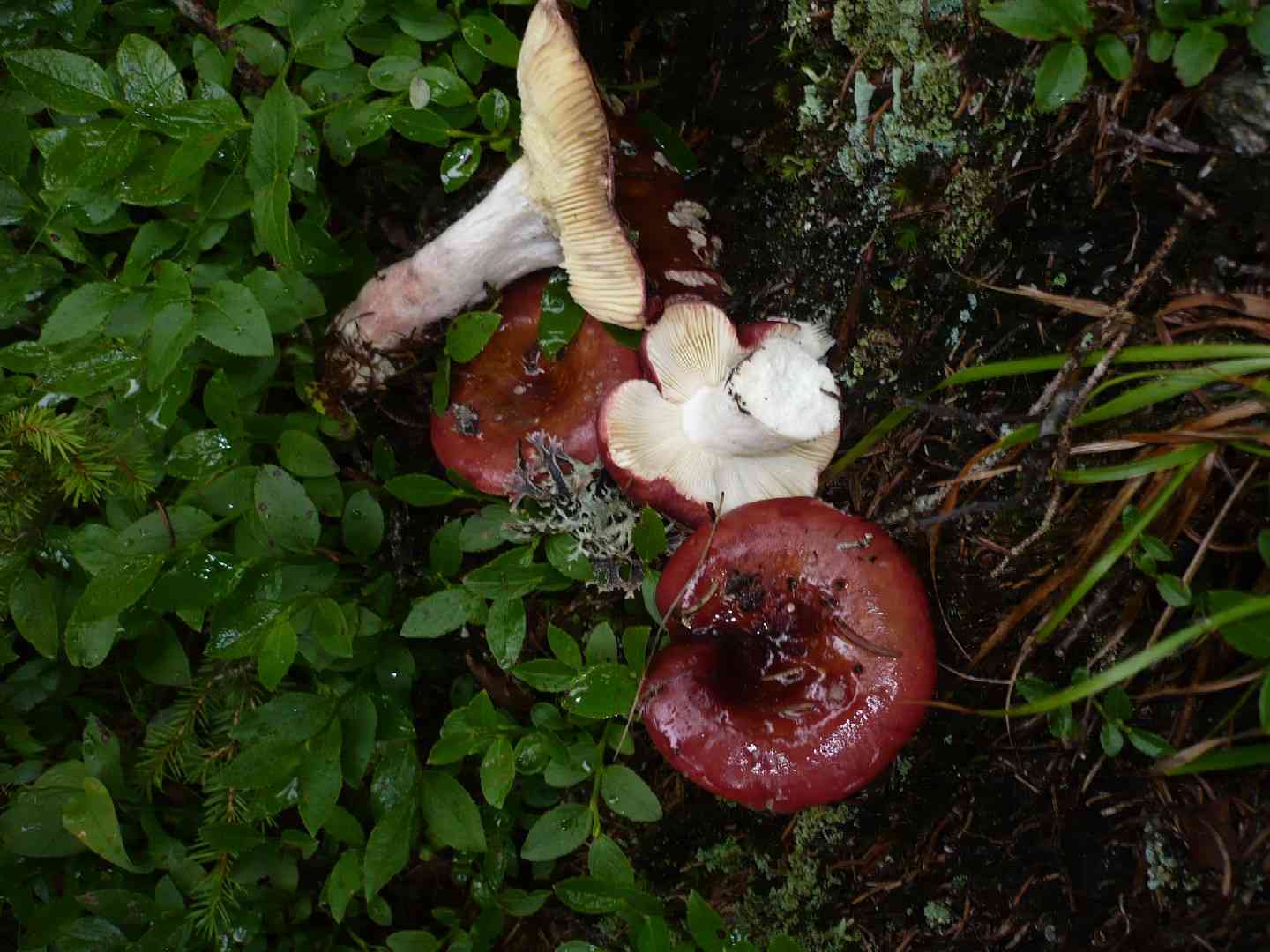 Darkening brittlegill (Russula vinosa) thumbnail 3