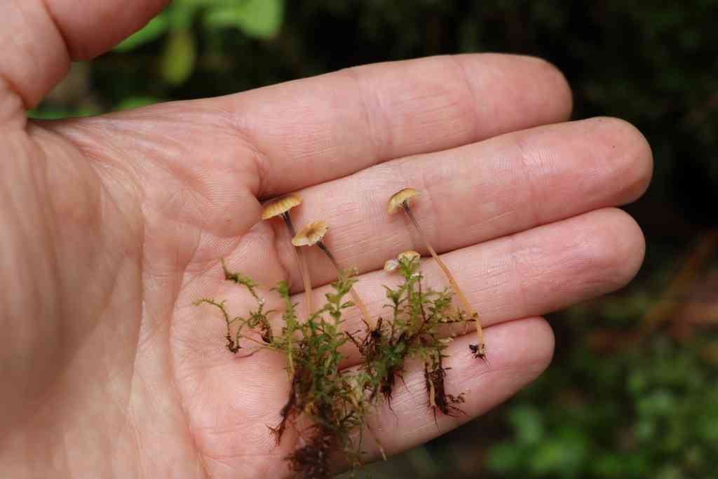 Collared mosscap (Rickenella swartzii) thumbnail 2