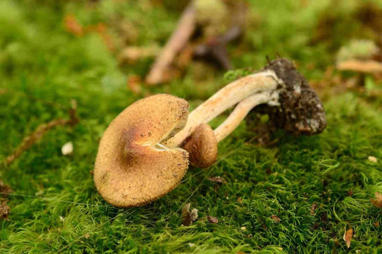 Fleecy fibrecap (Inocybe flocculosa) thumbnail 3