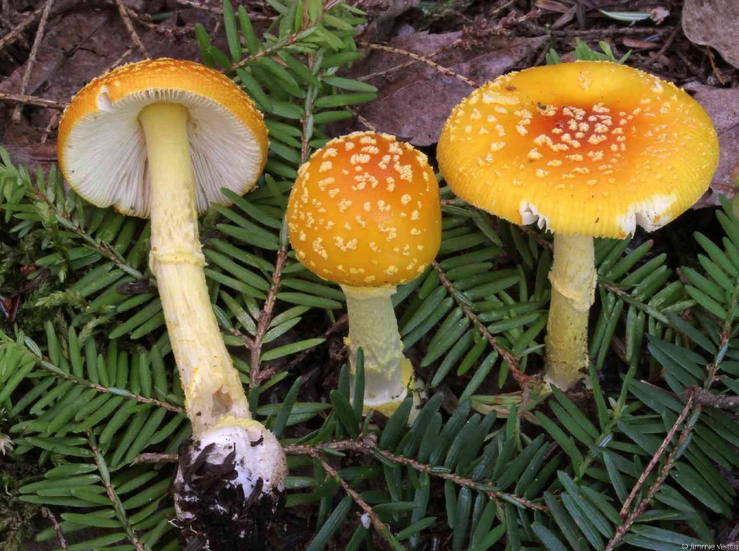 Frost's amanita (Amanita frostiana) thumbnail 1