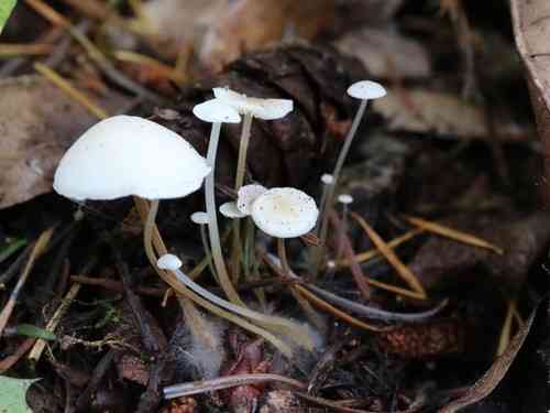 Douglas fir cone mushroom (Strobilurus trullisatus) thumbnail 2