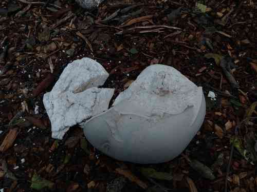 Giant puffball (Calvatia gigantea) thumbnail 2