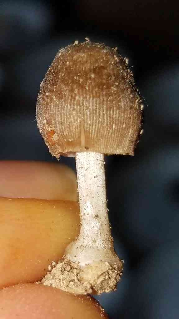 Pleated pluteus (Pluteus longistriatus) thumbnail 2
