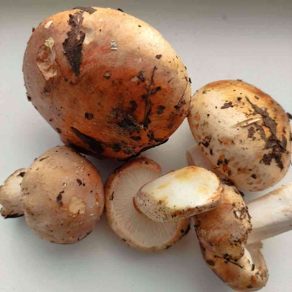 Blushing waxycap (Hygrophorus pudorinus) thumbnail 1
