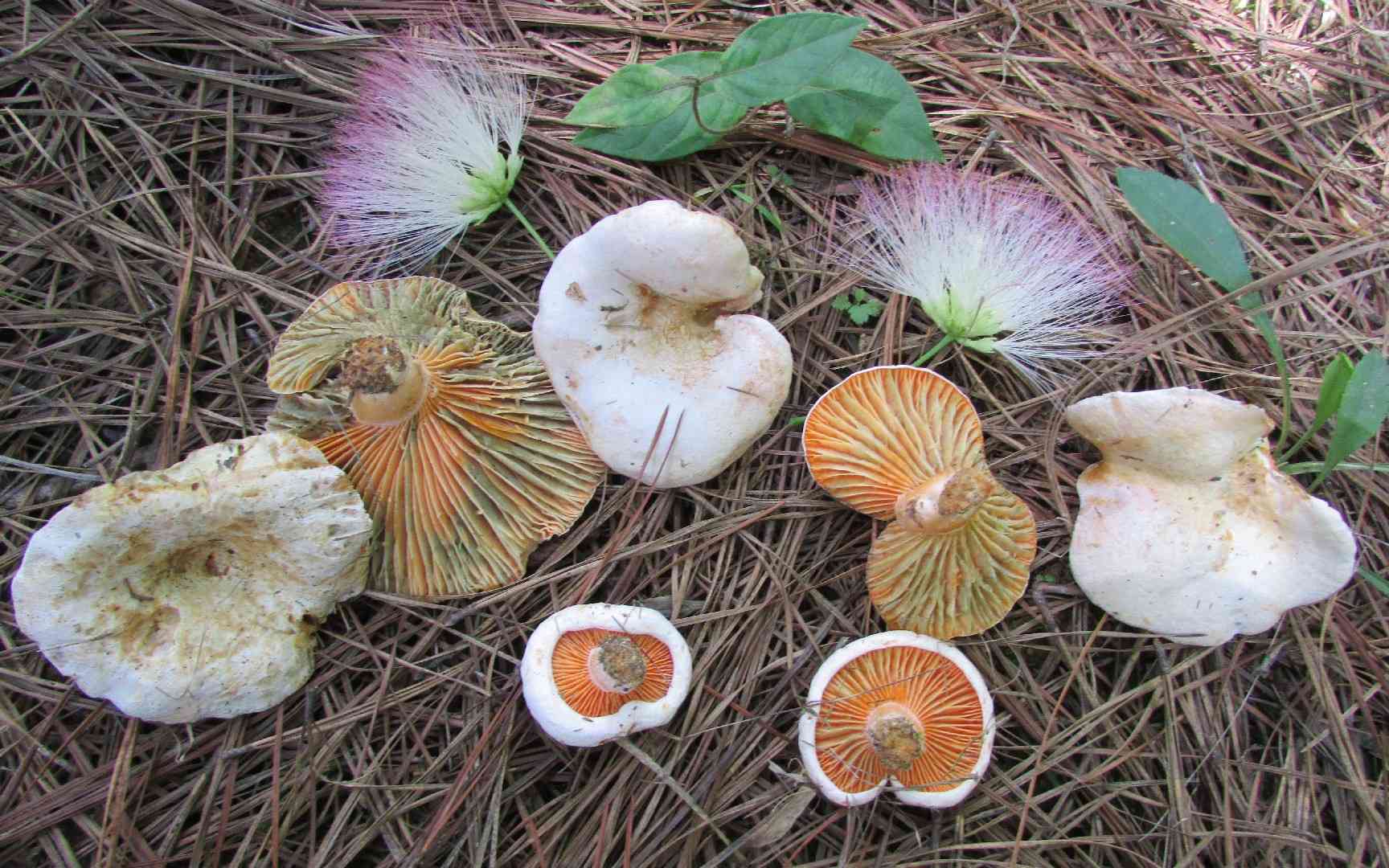 Lactarius salmoneus (Lactarius salmoneus) thumbnail 1