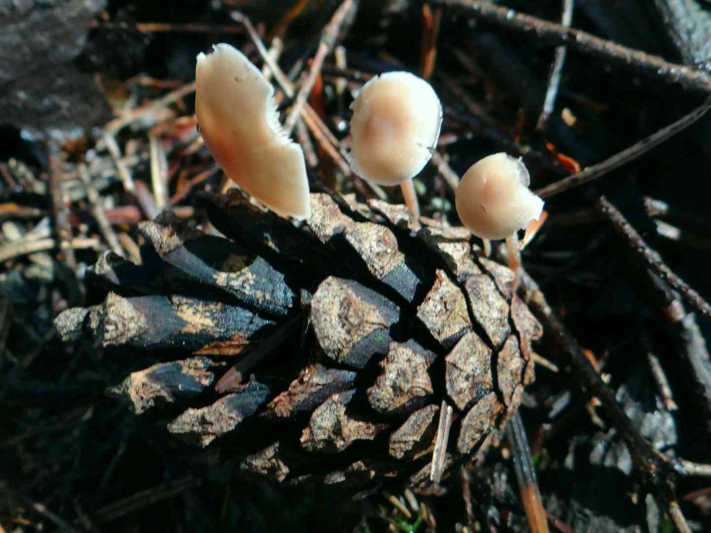 Conifercone cap (Baeospora myosura) thumbnail 2