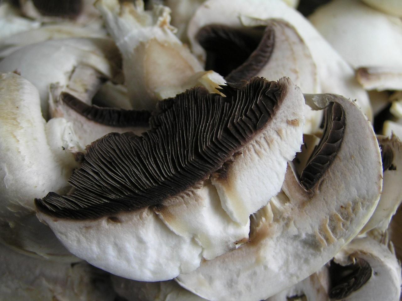 Button mushroom thumbnail 2