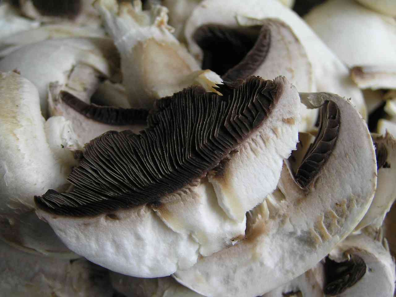 Button mushroom (Agaricus bisporus) thumbnail 2