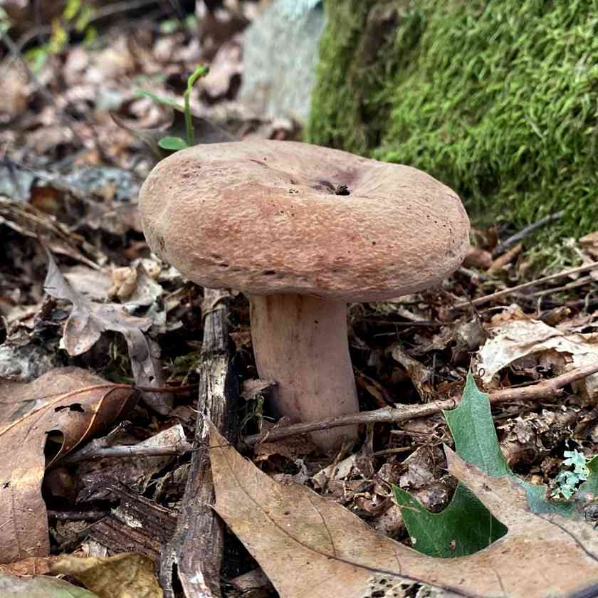 Corrugated-cap milky (Lactarius corrugis) thumbnail 1