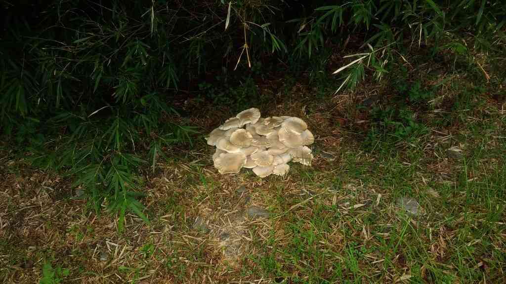 Macrocybe gigantea (Macrocybe gigantea) thumbnail 2