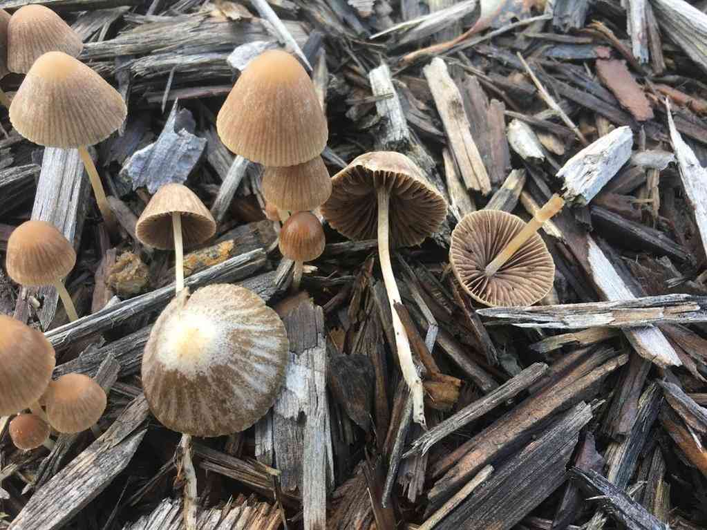 Red edge brittlestem