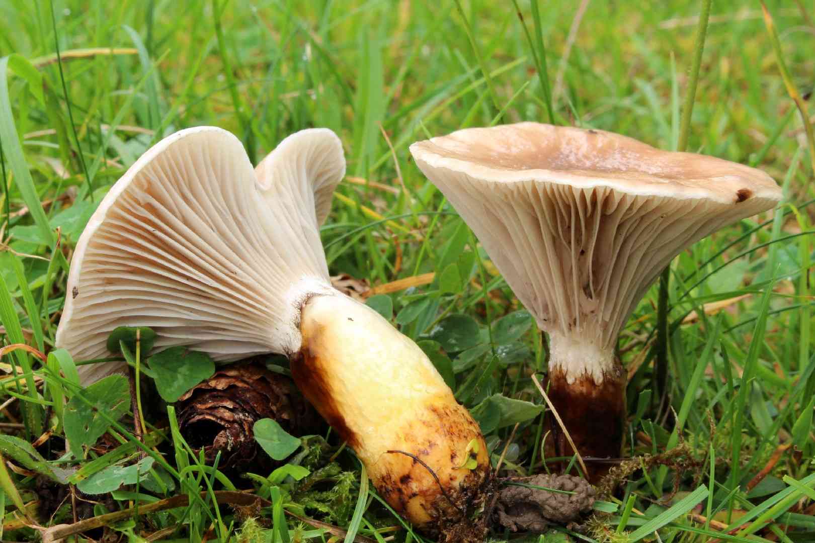 Slimy spike (Gomphidius glutinosus) thumbnail 2