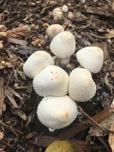 Onion-stalk parasol mushroom (Leucocoprinus cepistipes) thumbnail 3