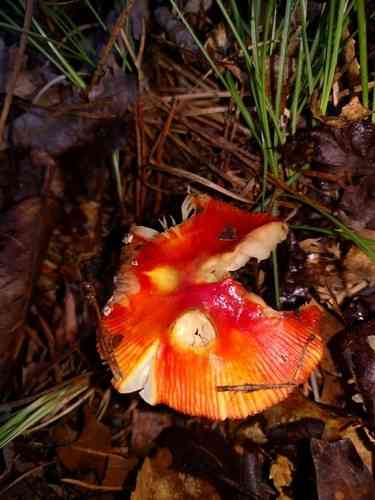 False Caesar's mushroom (Amanita parcivolvata) thumbnail 2