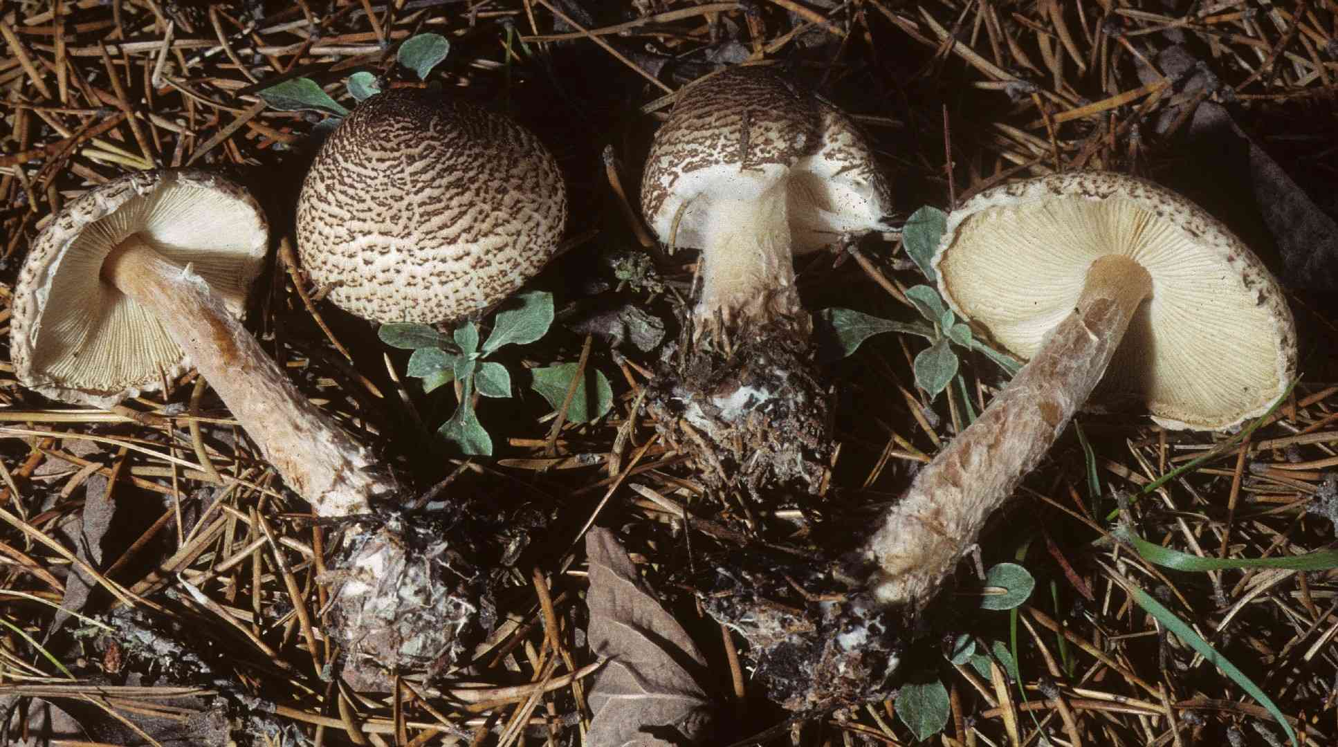 Lepiota cortinarius (Lepiota cortinarius) thumbnail 3
